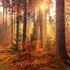 A Few Tips For Beautiful Fall Photography